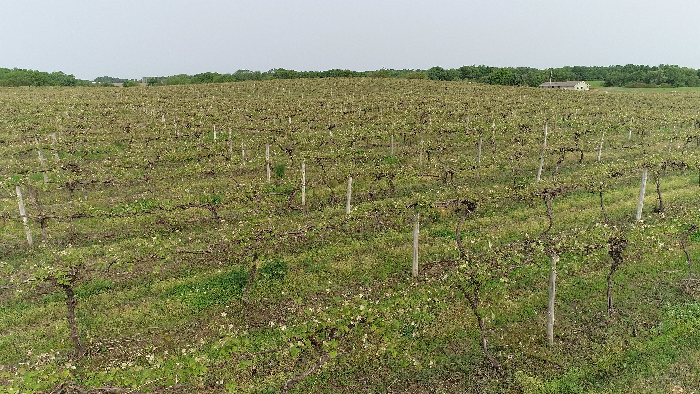 Van Buren County, Michigan farmland - LAND AUCTION - 194+/- ACRES OFFERED IN 5 TRACTS IN VAN BUREN COUNTY, MICHIGAN